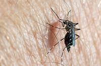 Experts: Fight dengue first; next get vaccine