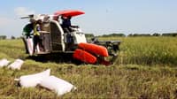 DA expands P20 rice program to benefit workers, farmers