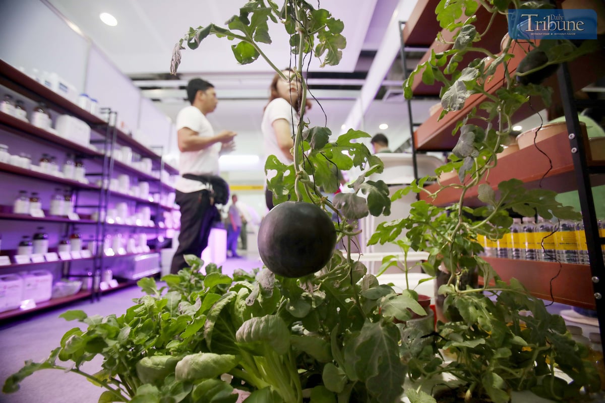 PLANTS grown through aquaponic systems are displayed at the 24th Tactical, Survival & Arms Expo at SM Megamall, Mandaluyong City. Urban aquaponics is gaining importance in the Philippines for its potential to enhance food production and promote environmental sustainability amid continued urban expansion.