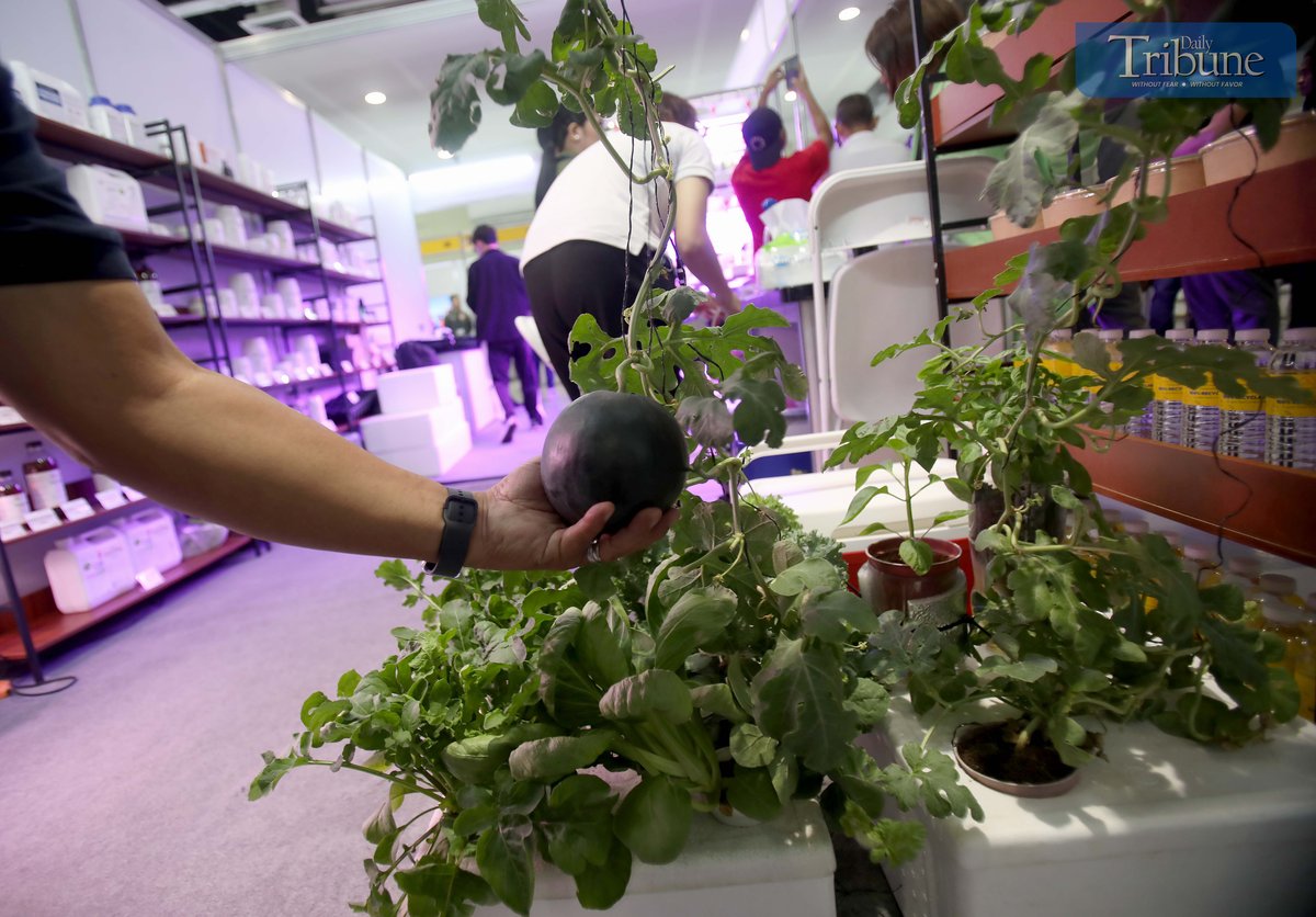 PLANTS grown through aquaponic systems are displayed at the 24th Tactical, Survival & Arms Expo at SM Megamall, Mandaluyong City. Urban aquaponics is gaining importance in the Philippines for its potential to enhance food production and promote environmental sustainability amid continued urban expansion.