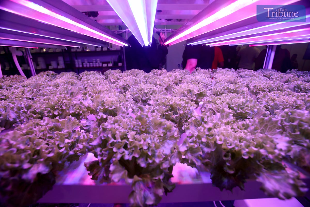 PLANTS grown through aquaponic systems are displayed at the 24th Tactical, Survival & Arms Expo at SM Megamall, Mandaluyong City. Urban aquaponics is gaining importance in the Philippines for its potential to enhance food production and promote environmental sustainability amid continued urban expansion.