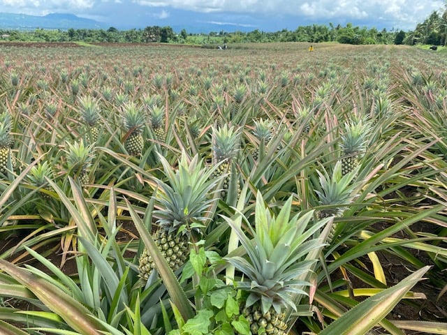 Ormoc rises: A city of Sweet pineapples and scenic wonders with a surging Spirit