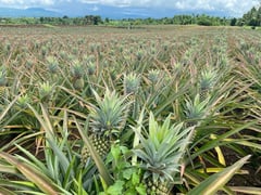 Ormoc rises: A city of Sweet pineapples and scenic wonders with a surging Spirit