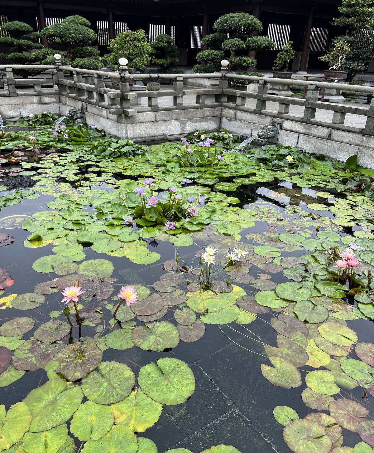 Monet, where art thou? Several lilypad varieties on the pond.