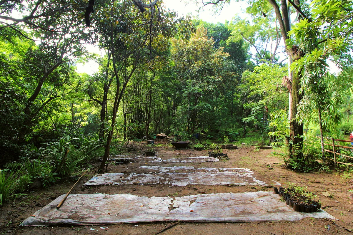A FEW saplings are seen at a nursery inside the Subic Bay Freeport Zone. With more and more companies located inside the Freeport planning to celebrate Arbor Day this June by planting trees as part of their CSR, the number of saplings are getting fewer and fewer, a great indicator that the private sector is now focusing on environmental protection and forest reservation.