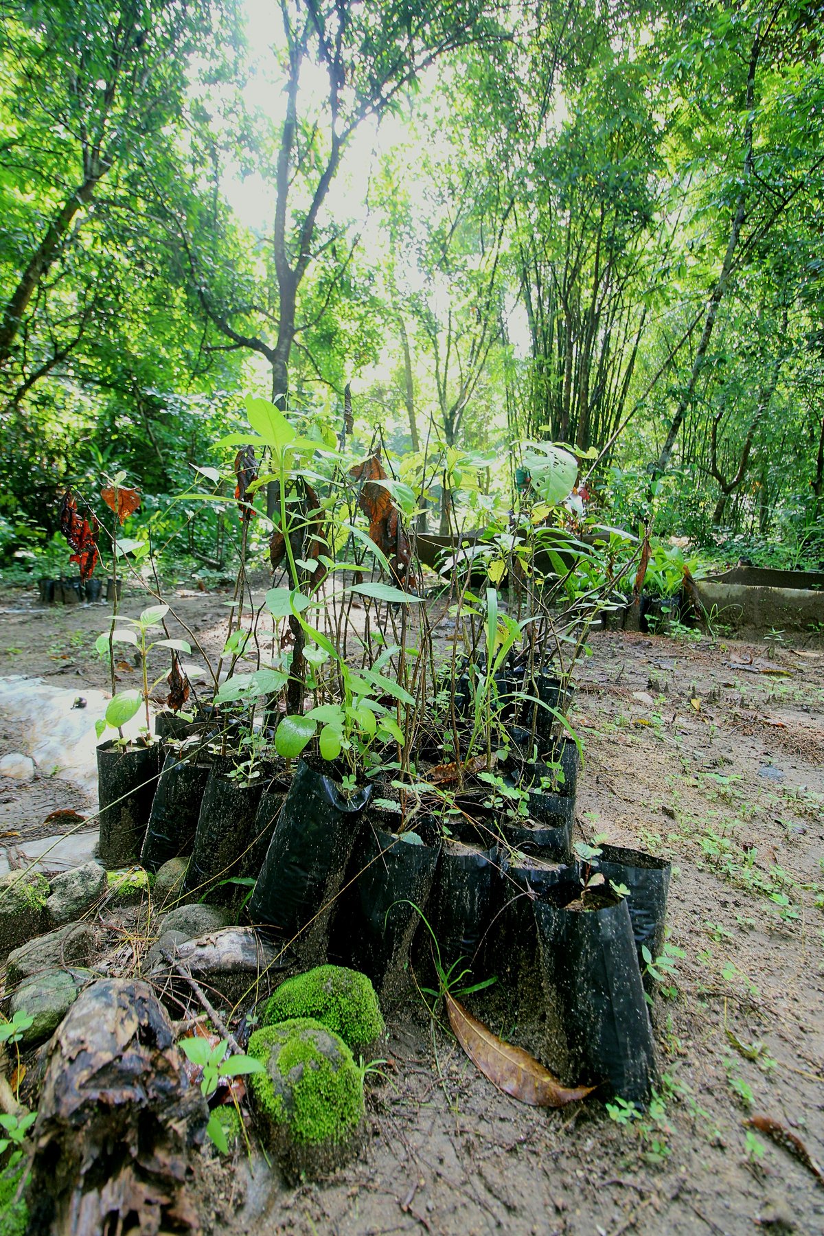 A few saplings are seen at a nursery inside the Subic Bay Freeport Zone. With more and more companies located inside the Freeport planning to celebrate Arbor Day this June by planting trees as part of their CSR, the number of saplings are getting fewer and fewer, a great indicator that the private sector is now focusing on environmental protection and forest reservation.