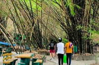 BAMBOOS at the Lubao Bamboo Hub and Eco-Park.