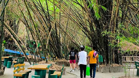Iron bamboo cultivation eyed in Subic Freeport