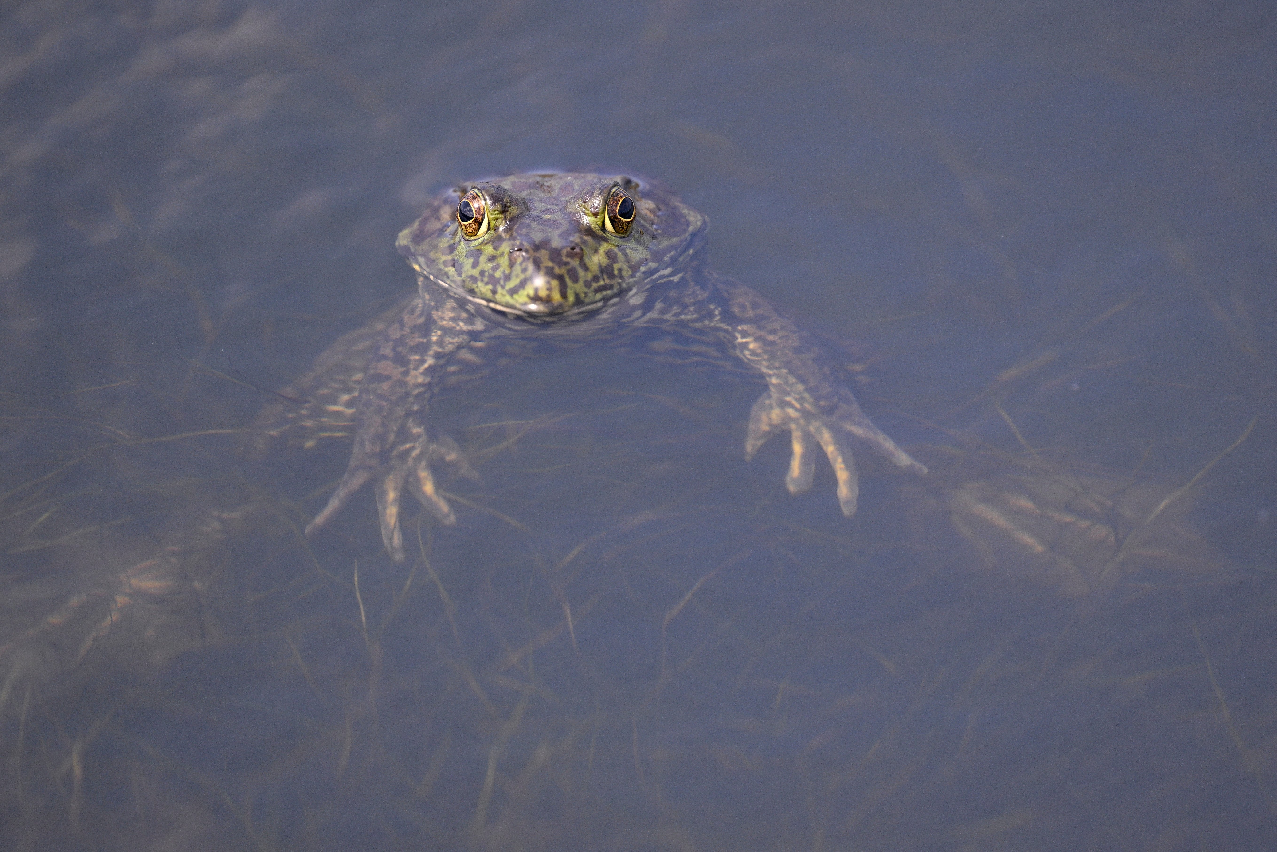 Female frogs fake death to flee from males