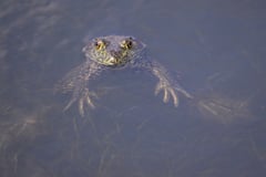 Female frogs fake death to flee from males