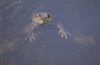 A detailed view of a frog in a pond during day one of the NCAA Division I Women's Golf Championships at Omni La Costa Resort & Spa on May 16, 2025 in Carlsbad, California
