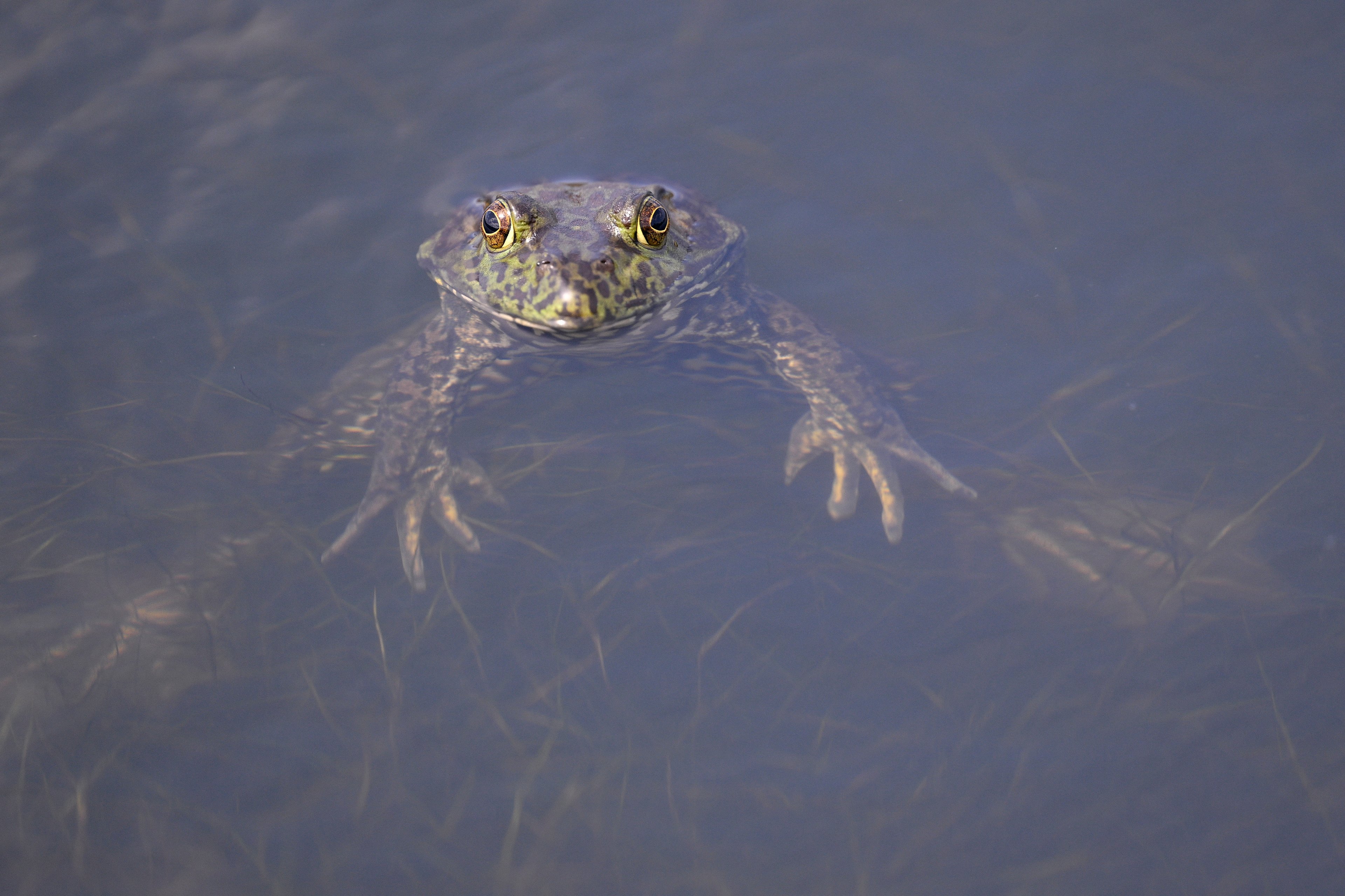 Female frogs fake death to flee from males