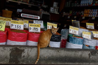 Condo cat disappearances pique senator’s interest