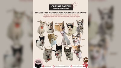 Missing community cats raise alarm among Pasig residents