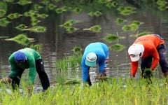 Farmers may quit as palay hits P8/kg
