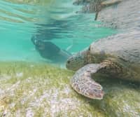 Shark Fin Bay MPA network earns Blue Park Award