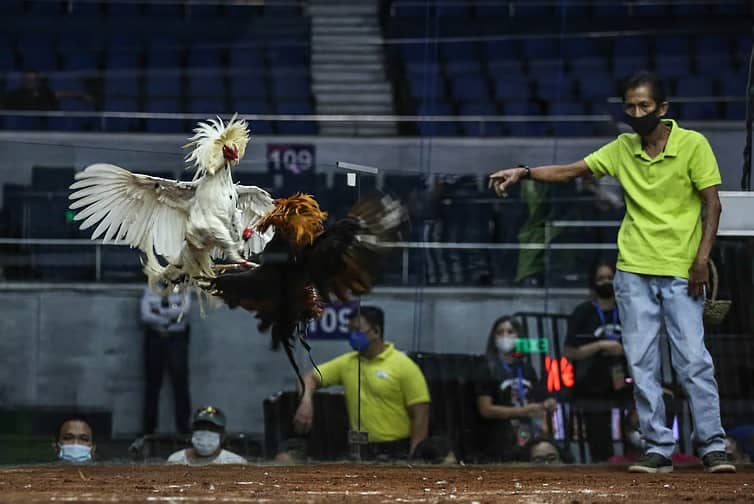TradiTIonal cockfighting has been on the spotlight since the government has banned online sabong, which sparked some debates on its legality and morality amid calls by some animal rights groups.