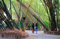 BAMBOOS at the Lubao Bamboo Hub and Eco-Park.