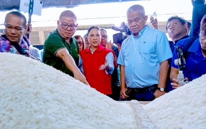 P20 rice pushing farmers to the brink