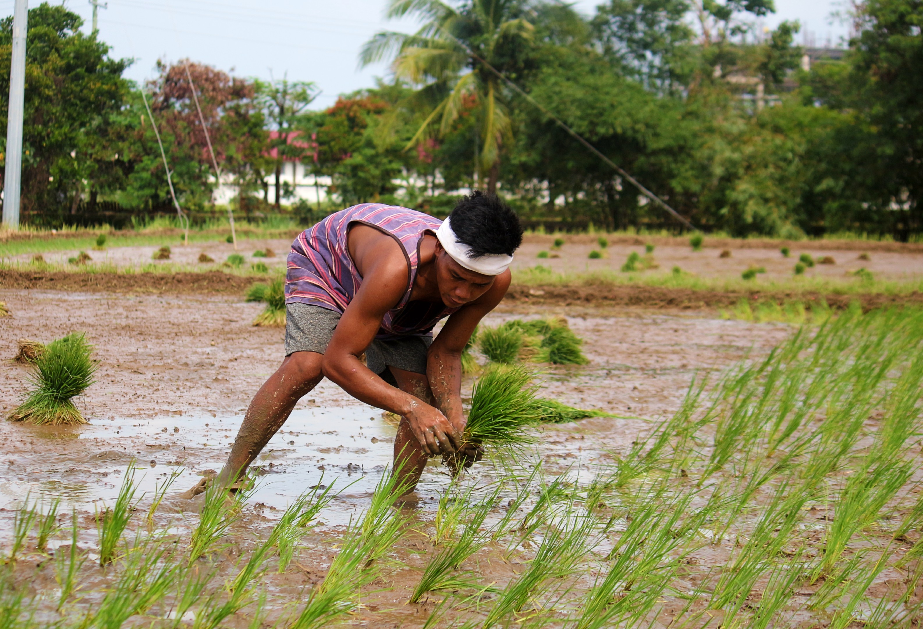 DA revives El Niño task force as weather threatens rice output
