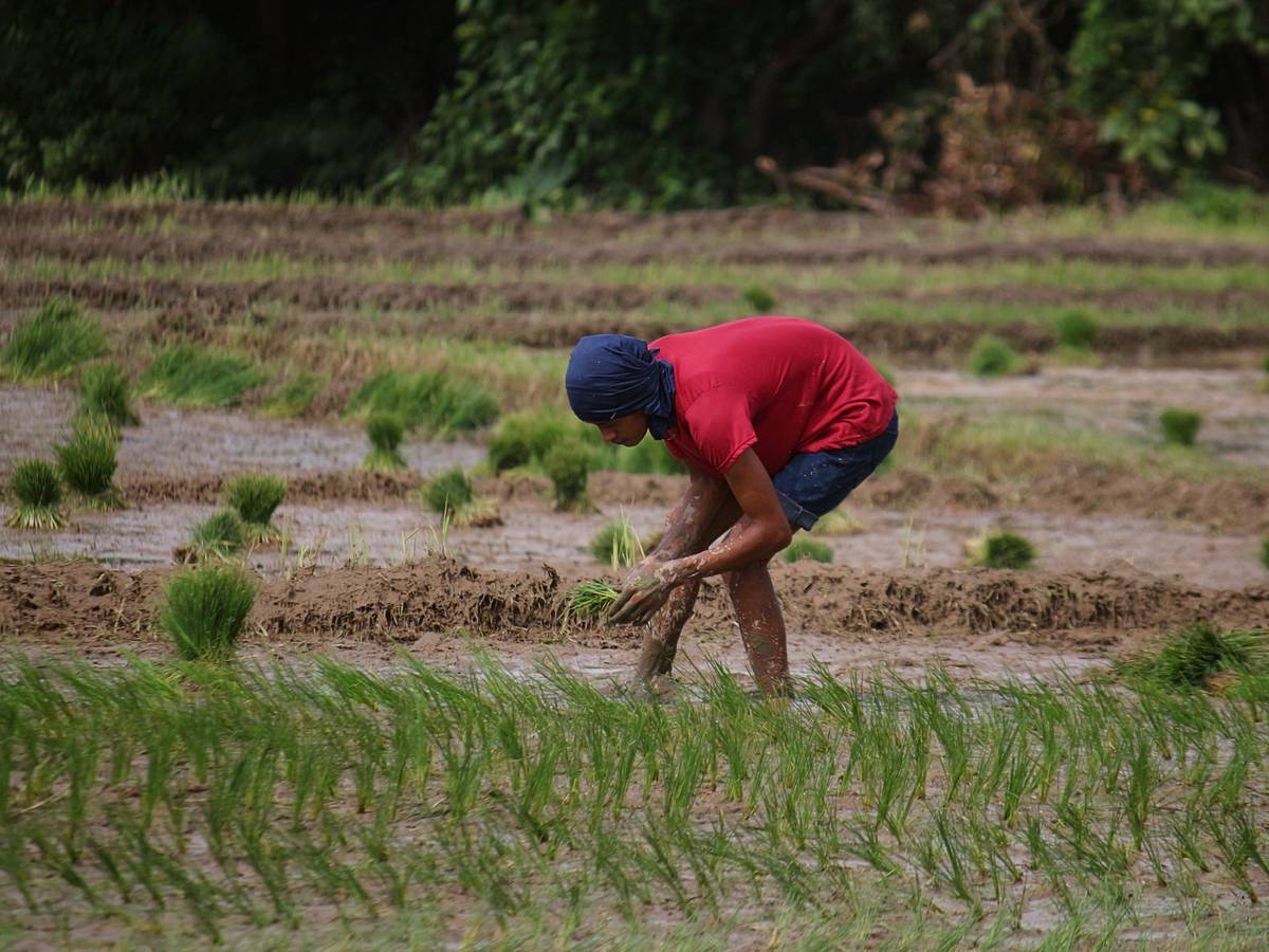 A farmer contorts to plant rice seedlings at a rice paddy in Bagac, Bataan to produce the staple food of the Filipinos. The farmgate price of palay has dropped to P8 per kilo in some parts of Central Luzon, which may force some farmers to stop planting rice.