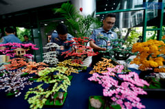 PDL-made Bonsai art takes center stage