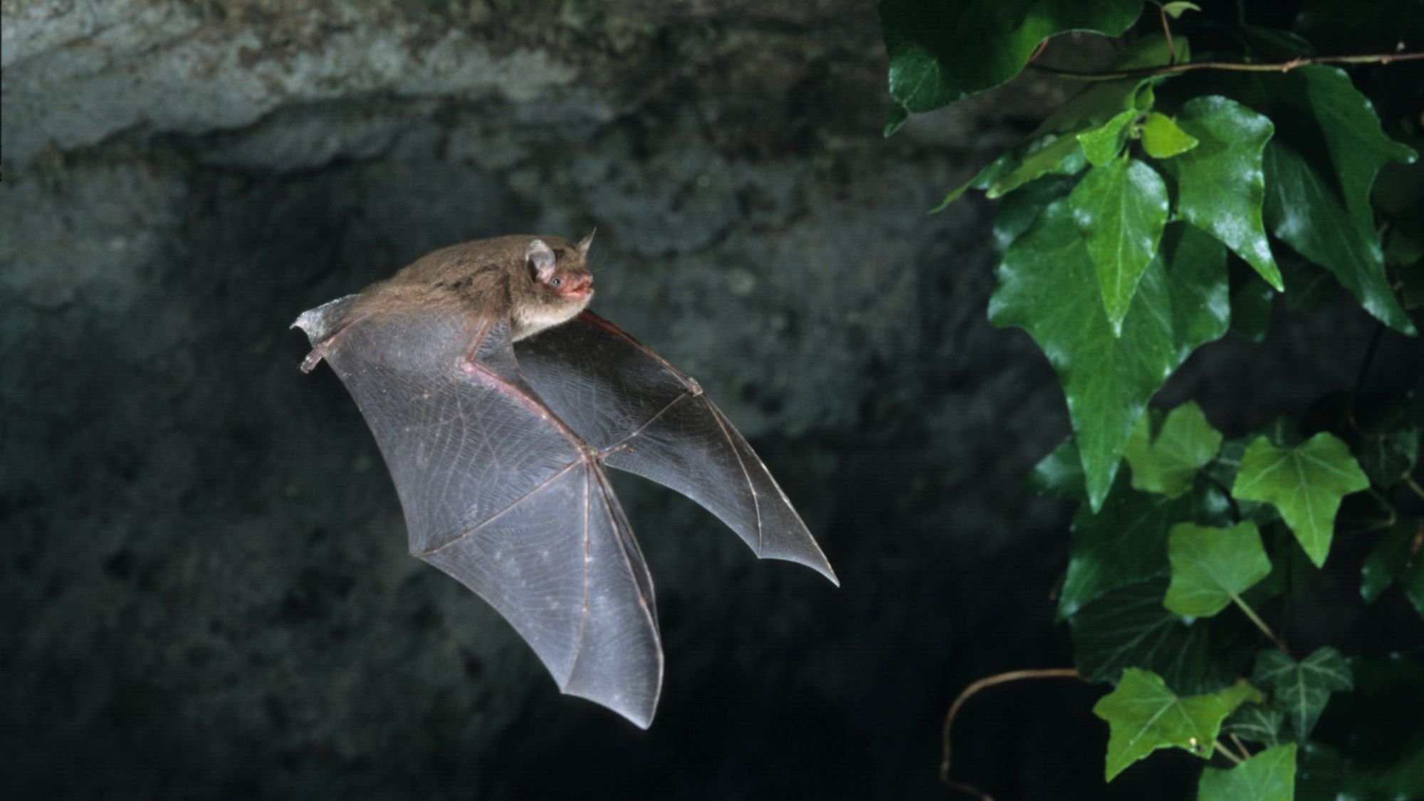 Aussie man dies from ‘extremely rare‘ bat bite virus