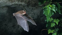 Aussie man dies from ‘extremely rare‘ bat bite virus