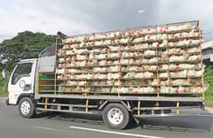 Phl resumes poultry imports from Brazil 