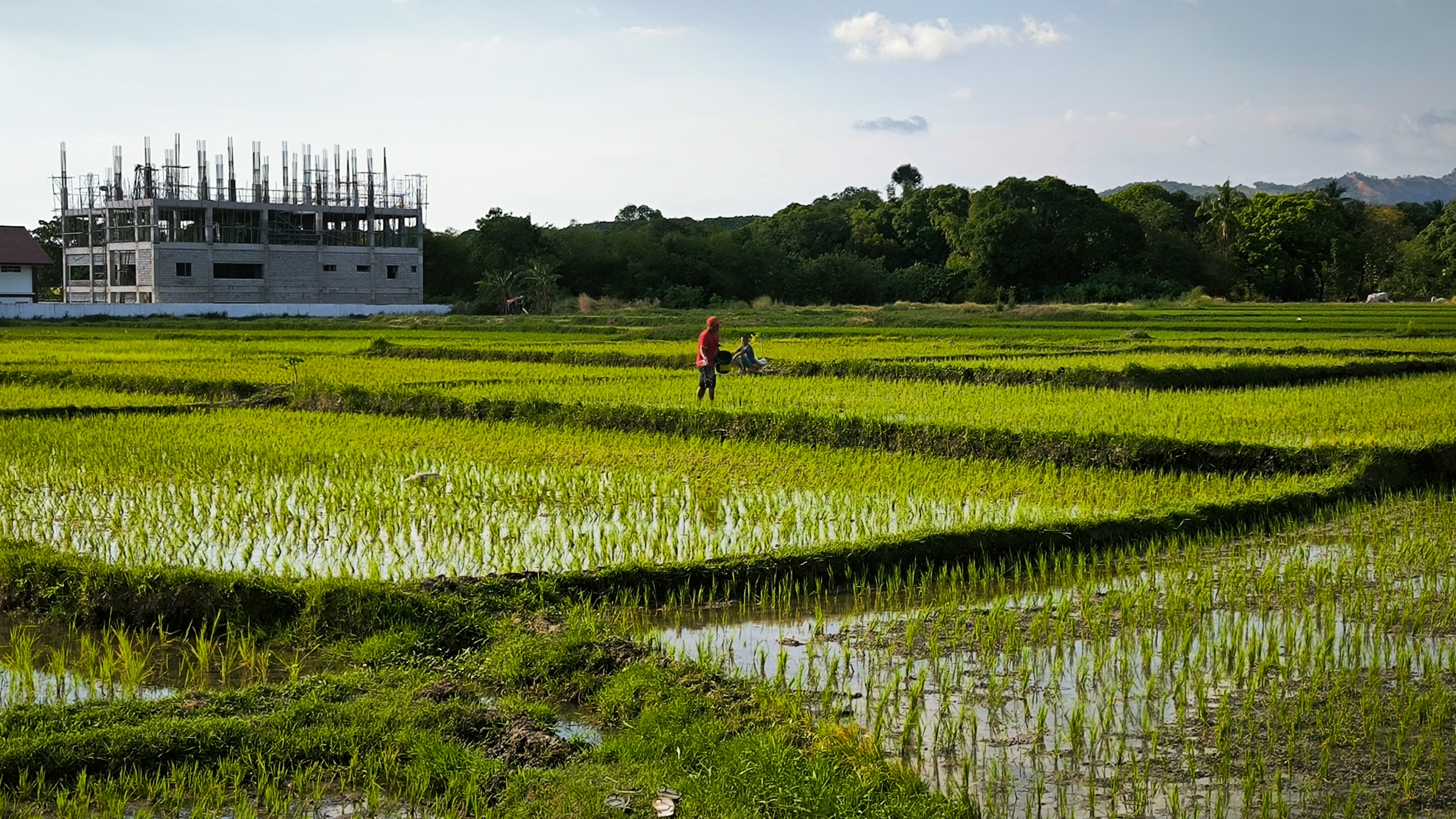 DA sees agri rebound