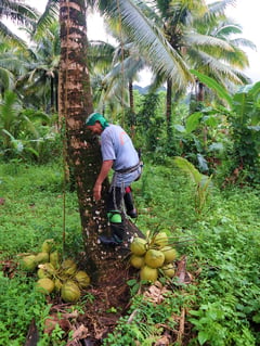 Aurora, PCIC seal deal to insure farmers against disasters