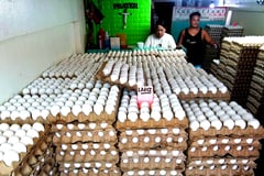 Phase out battery cage eggs, giant markets urged