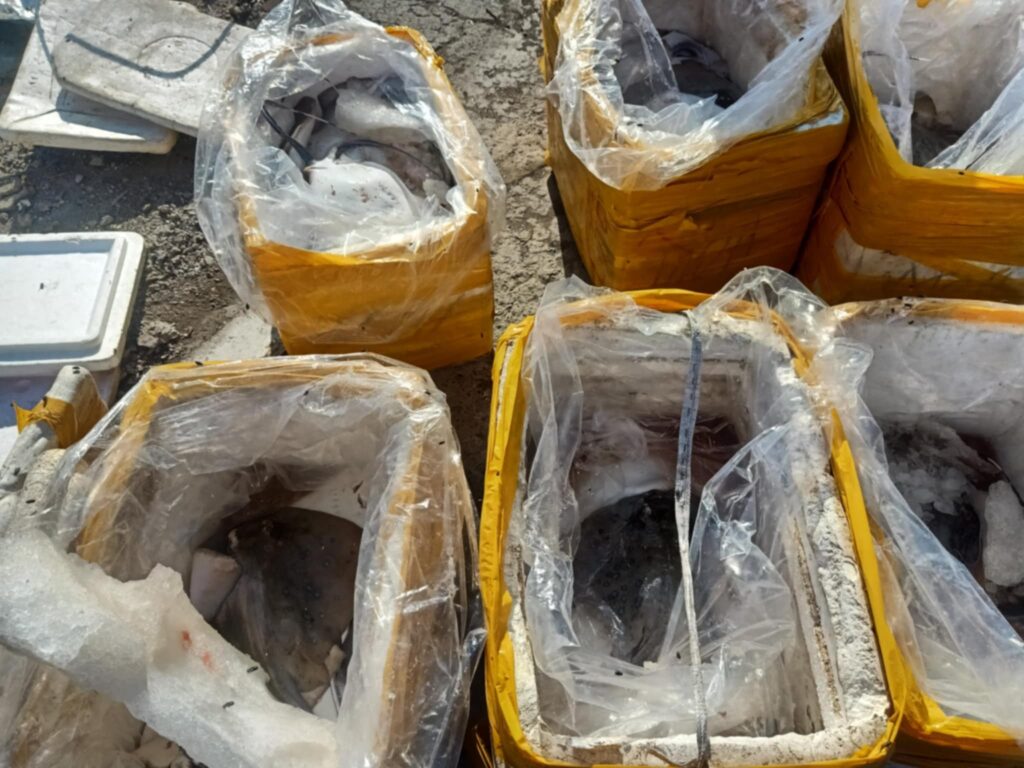 Stingray being sold in Pasil confiscated