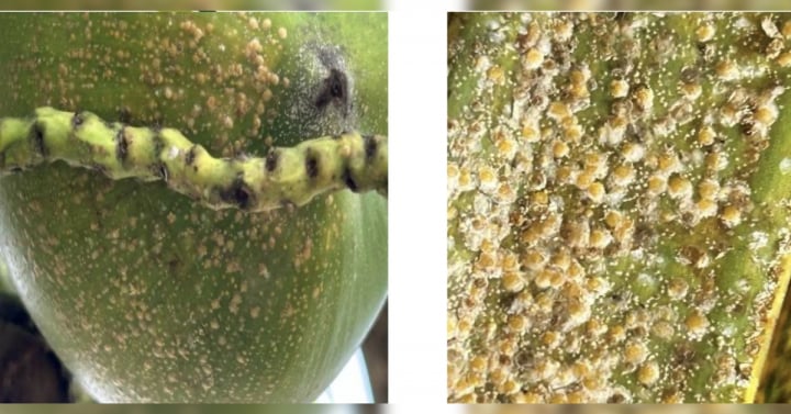 PCA greenlights organic fix for cocolisap