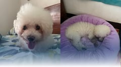 Keeping watch: Caring for an aging pet