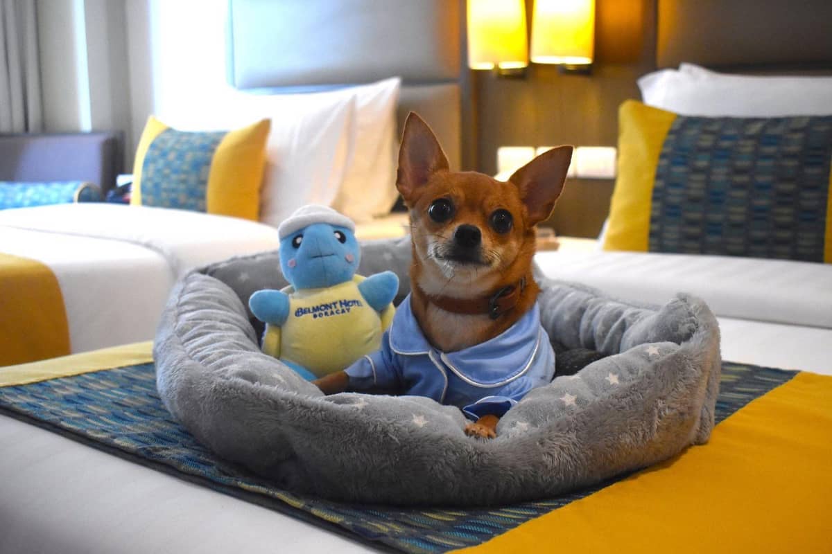 ‘PAWS and Relax’ at Belmont Hotel Boracay.