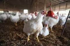 DA lifts Japan poultry import ban