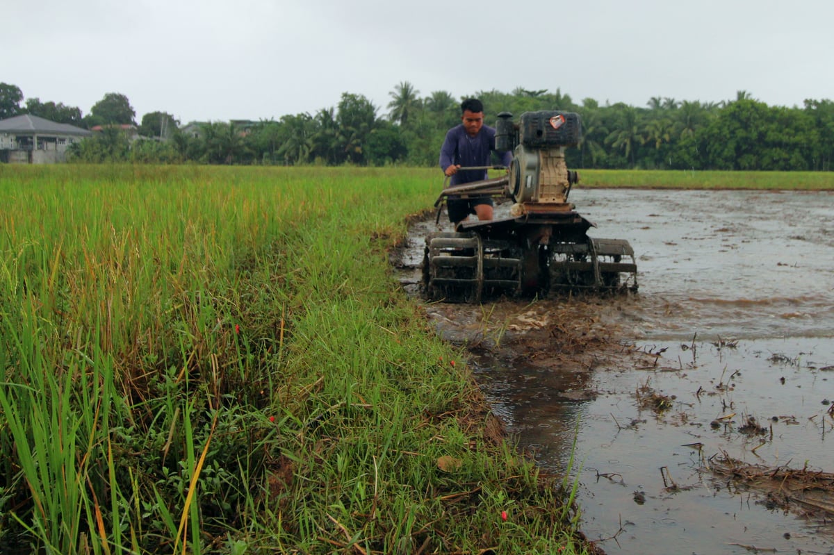 A young farmer uses a kuliglig to till the muddy farmland to prepare for the next crop of rice seedlings that will be planted in Morong, Bataan on Sunday morning.