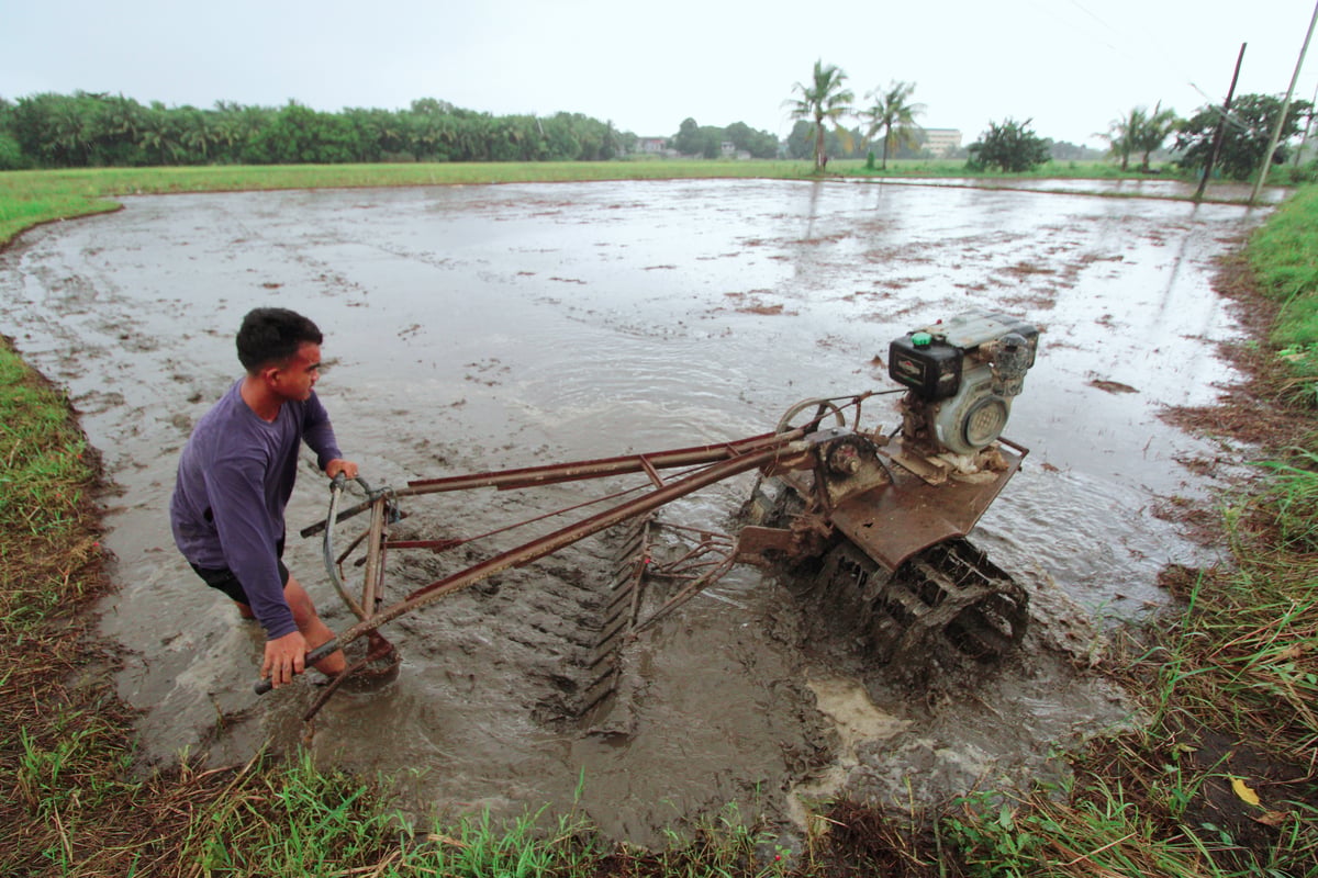 A young farmer uses a kuliglig to till the muddy farmland to prepare for the next crop of rice seedlings that will be planted in Morong, Bataan on Sunday morning.