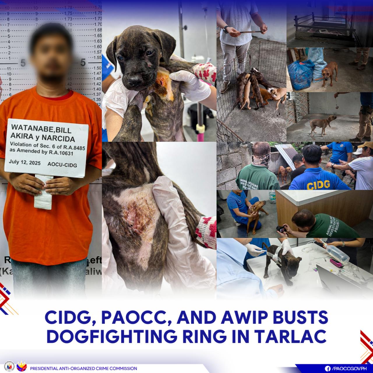 Suspected dogfighting groomer nabbed in Tarlac; 3 dogs rescued
