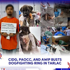 Suspected dogfighting groomer nabbed in Tarlac; 3 dogs rescued