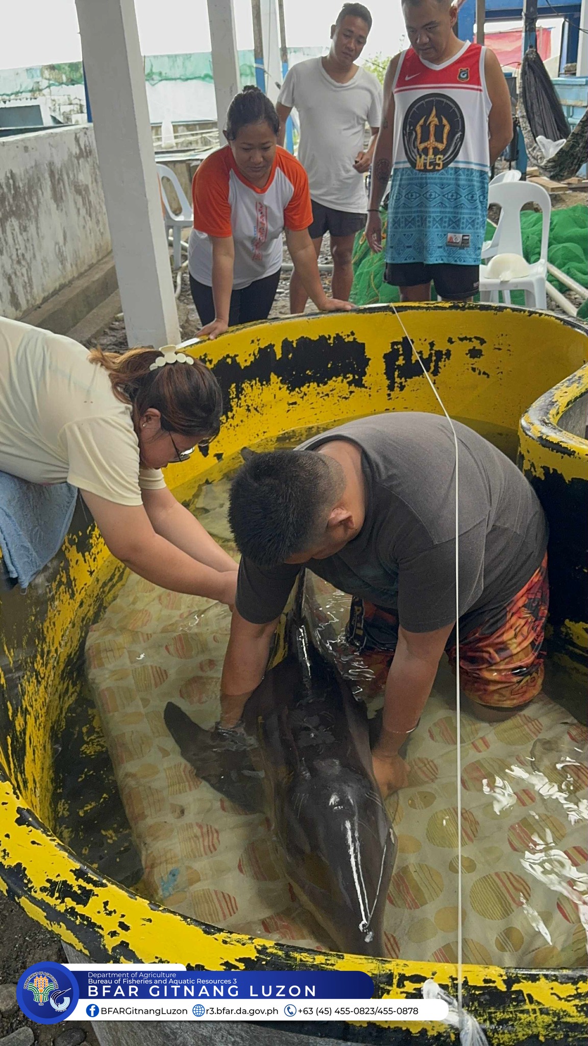 Stranded dolphin rescued, rehabilitated, and released in Zambales
