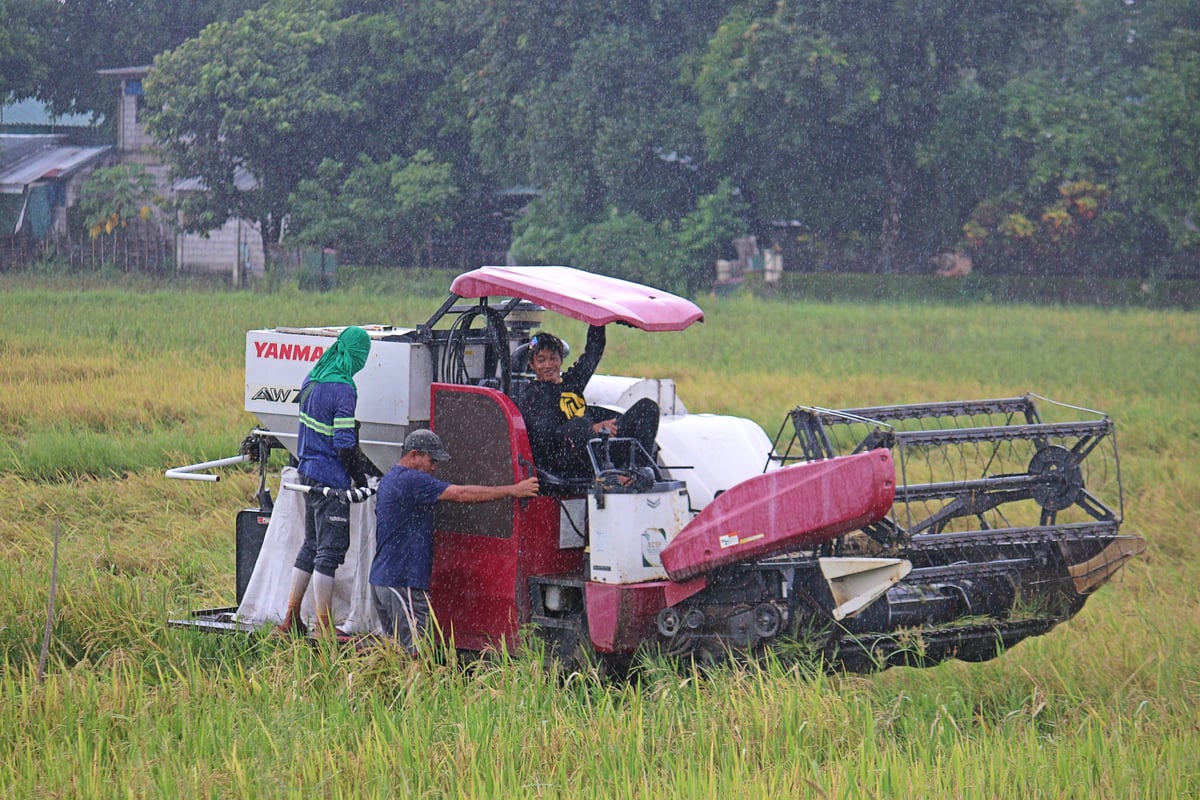 A combine harvester is parked at a rice field during a rainy day in Morong, Bataan. Combine harvesters are typically unable to operate effectively in the rain primarily due to issues with grain and straw moisture, clogging, and soil conditions.