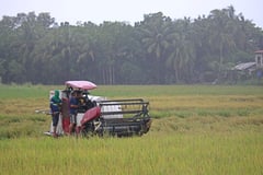 Combine harvester in Bataan