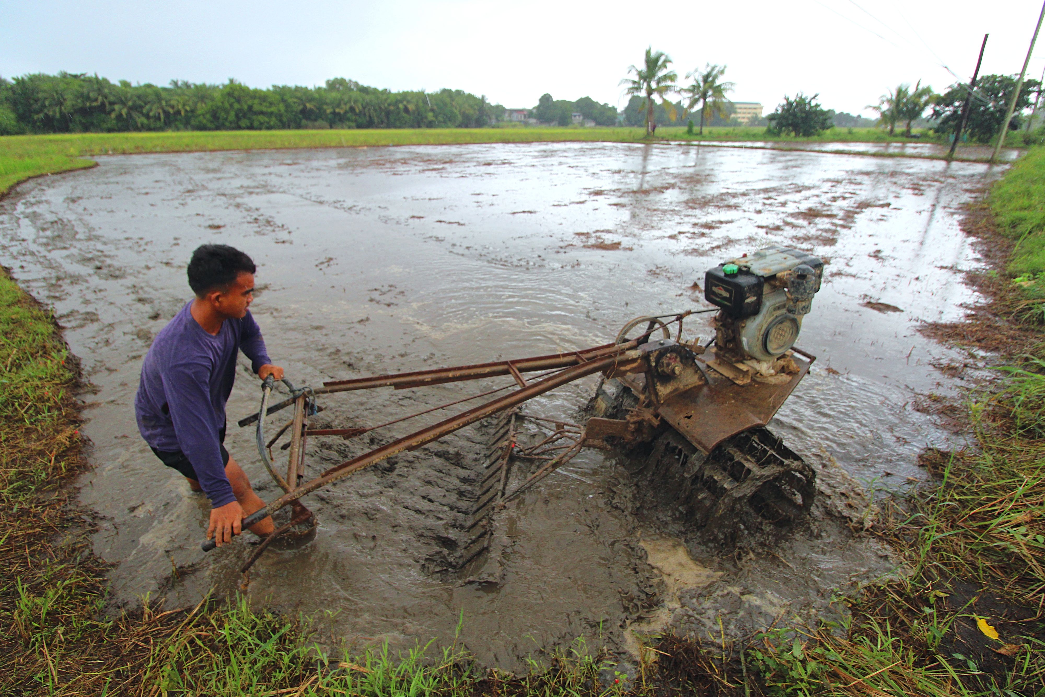 Nueva Ecija to buy palay at P15/kg to aid farmers