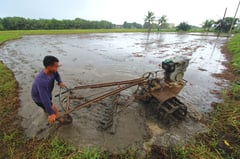 Nueva Ecija to buy palay at P15/kg to aid farmers