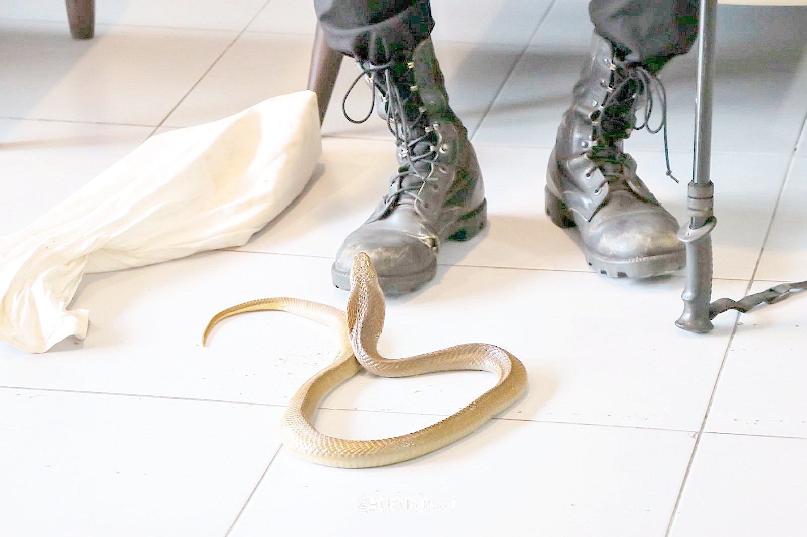 Juvenile snakes rescued in Albay
