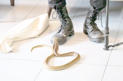 Juvenile snakes rescued in Albay