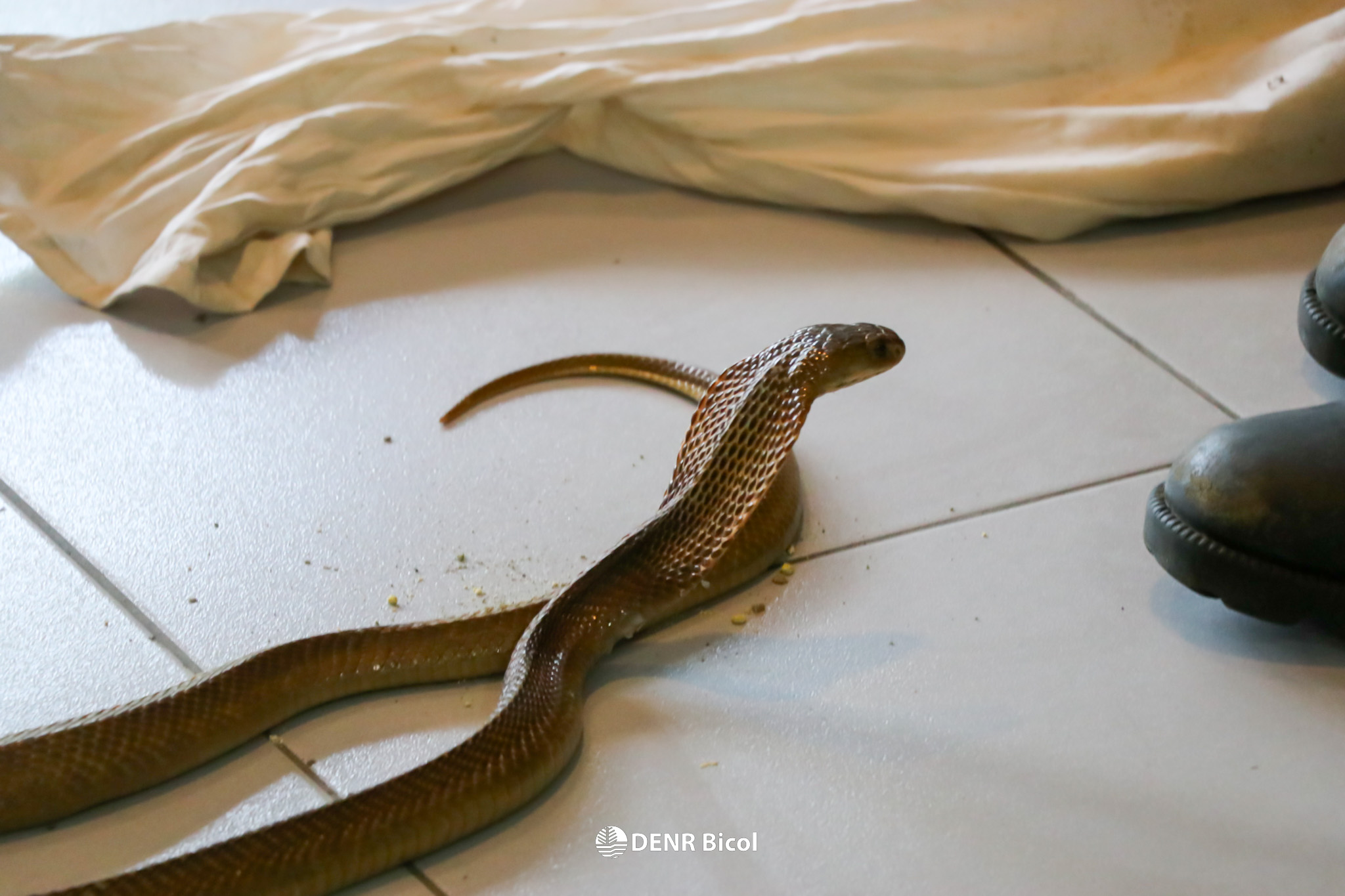 Two endemic snake species rescued, released in Albay