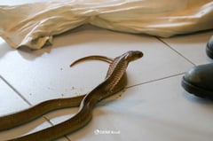 Two endemic snake species rescued, released in Albay